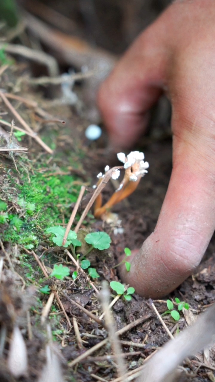 记录我的农村生活#南方"大虫草"金蝉花,你知道它有什么用吗