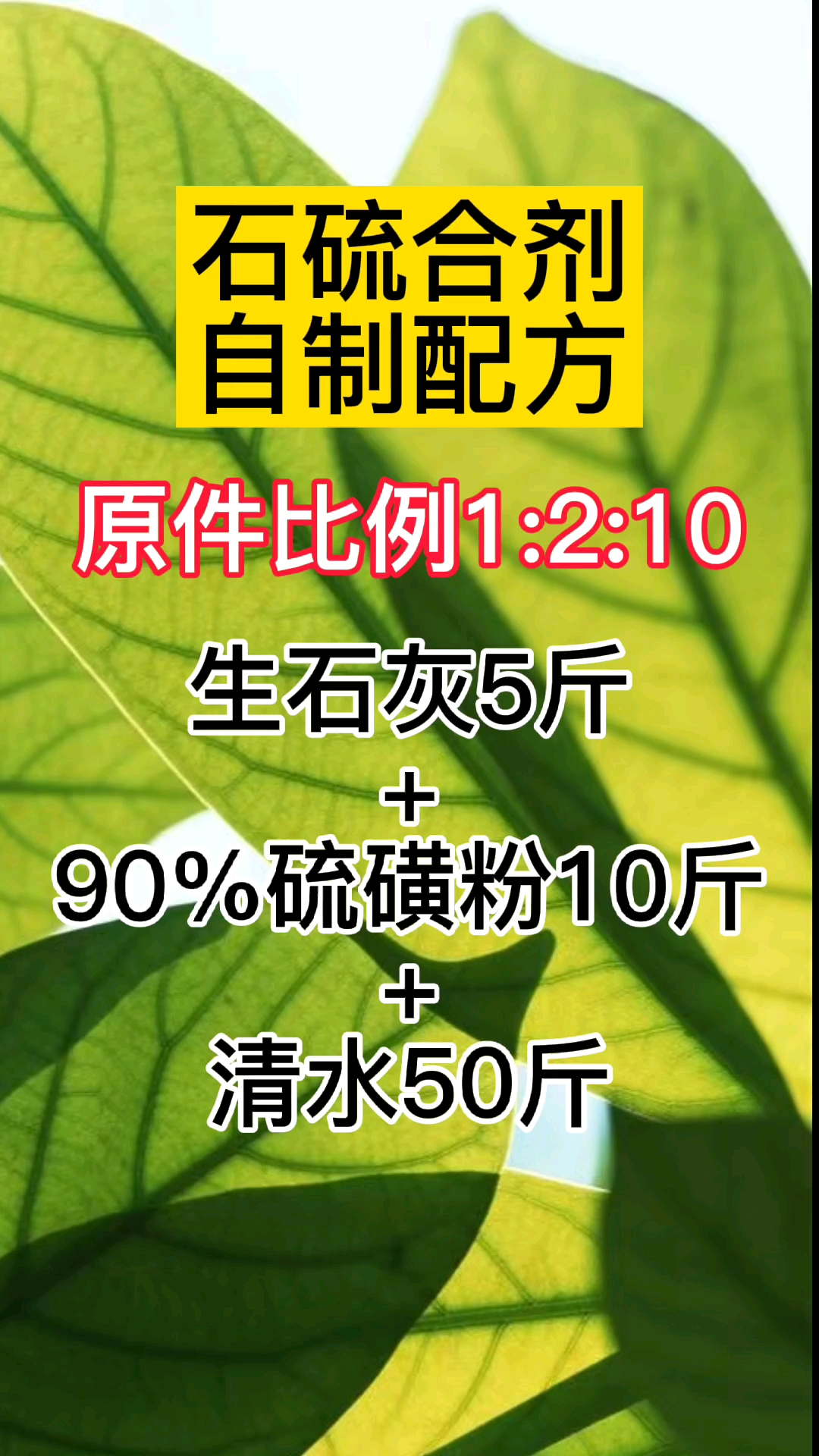 石硫合剂自制配方