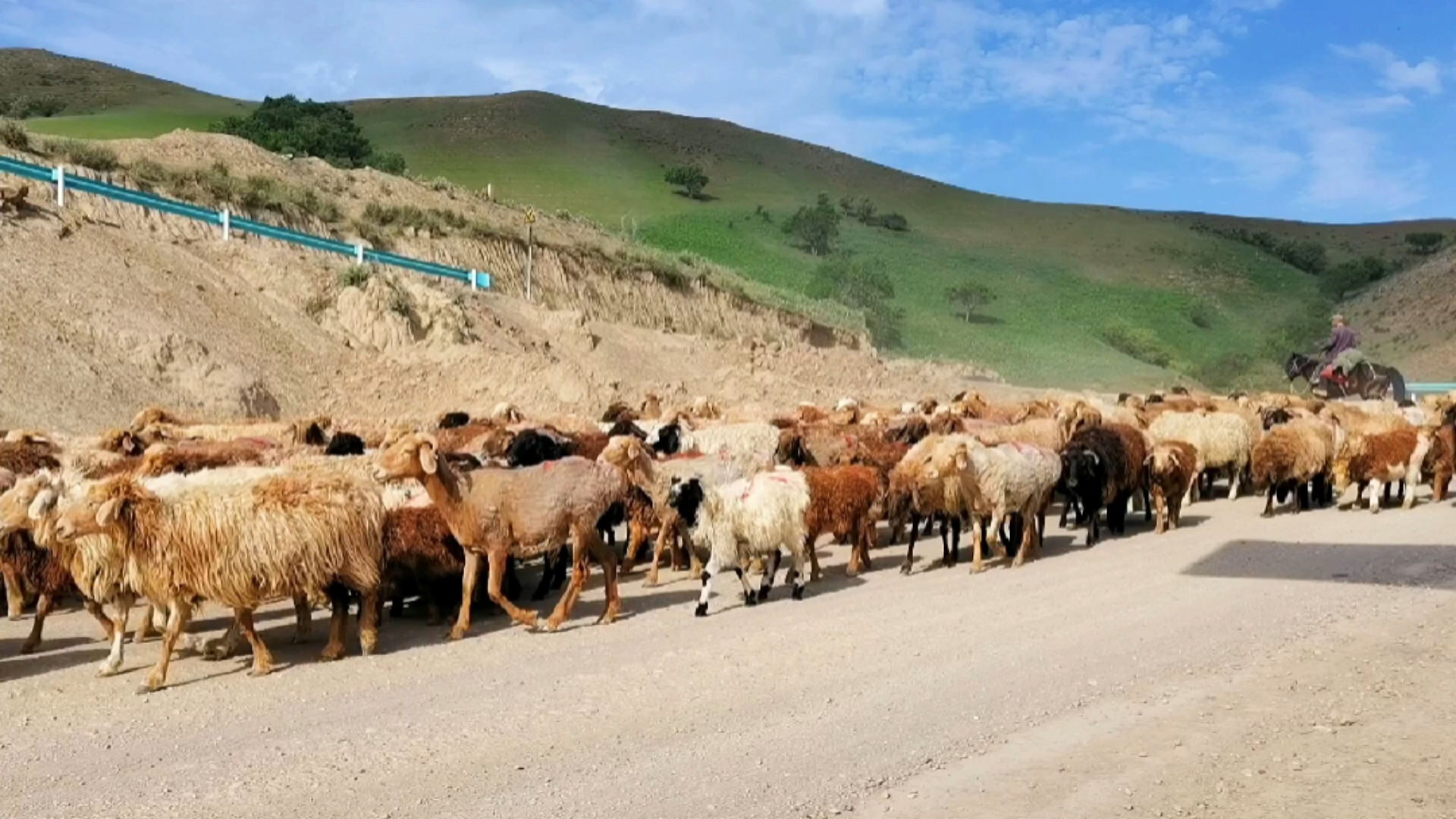 哈萨克牧民赶着羊群,从"冬窝子"向夏牧场大迁徙!(21.6.3日摄)