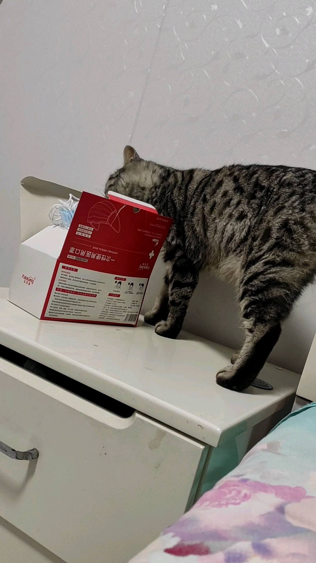 猫咪日记又开始霍霍东西了