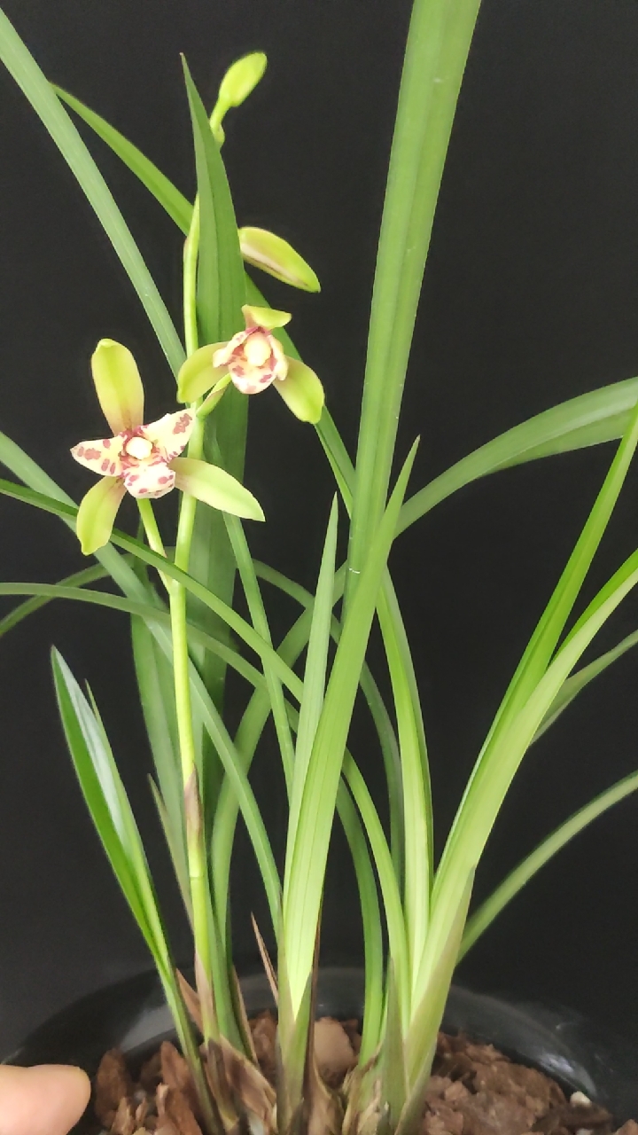 兰花小站#建兰双蝴蝶