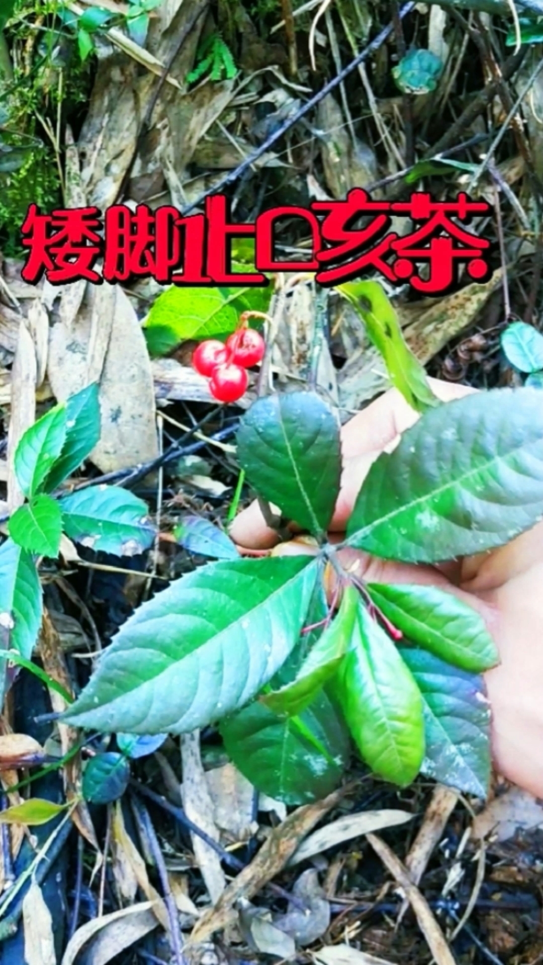 認識中草藥#矮腳茶:別名矮地茶,葉底珠等名,果實圓而紅,葉片似茶葉 