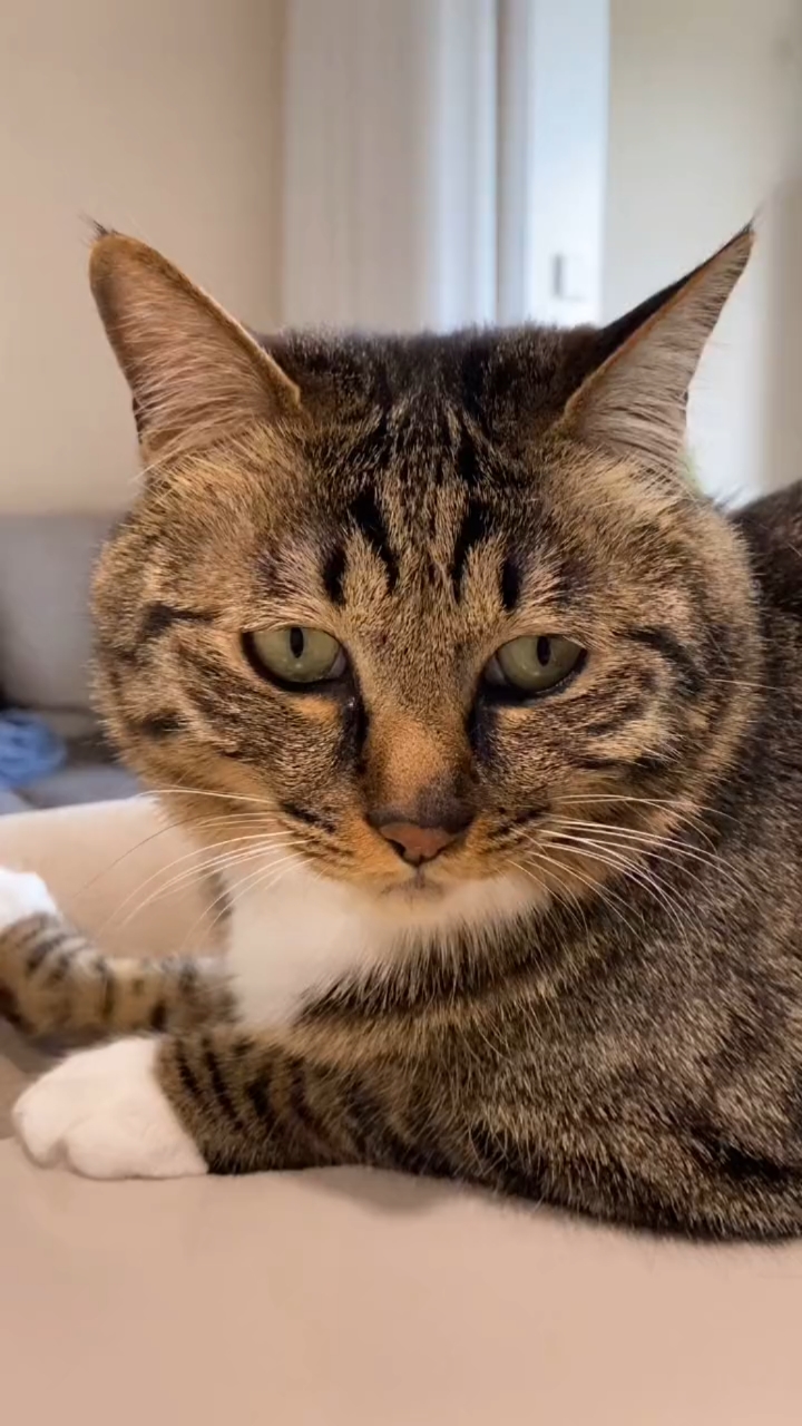 家有萌宠#大包子脸猫咪有人喜欢吗