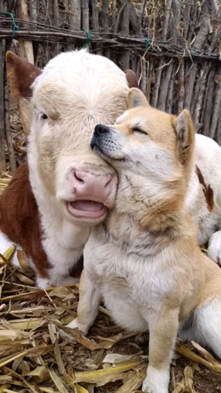 我要上热门#牛与狗的故事!