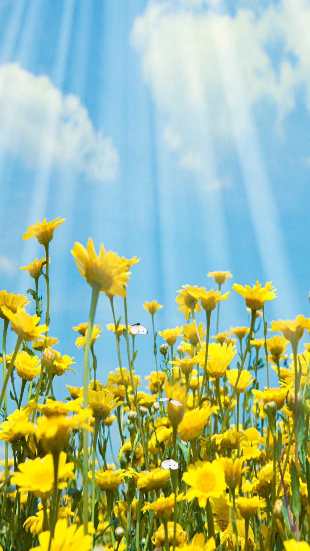 最美的风景#愿你每个醒来的清晨,都如携梦而来的花朵.