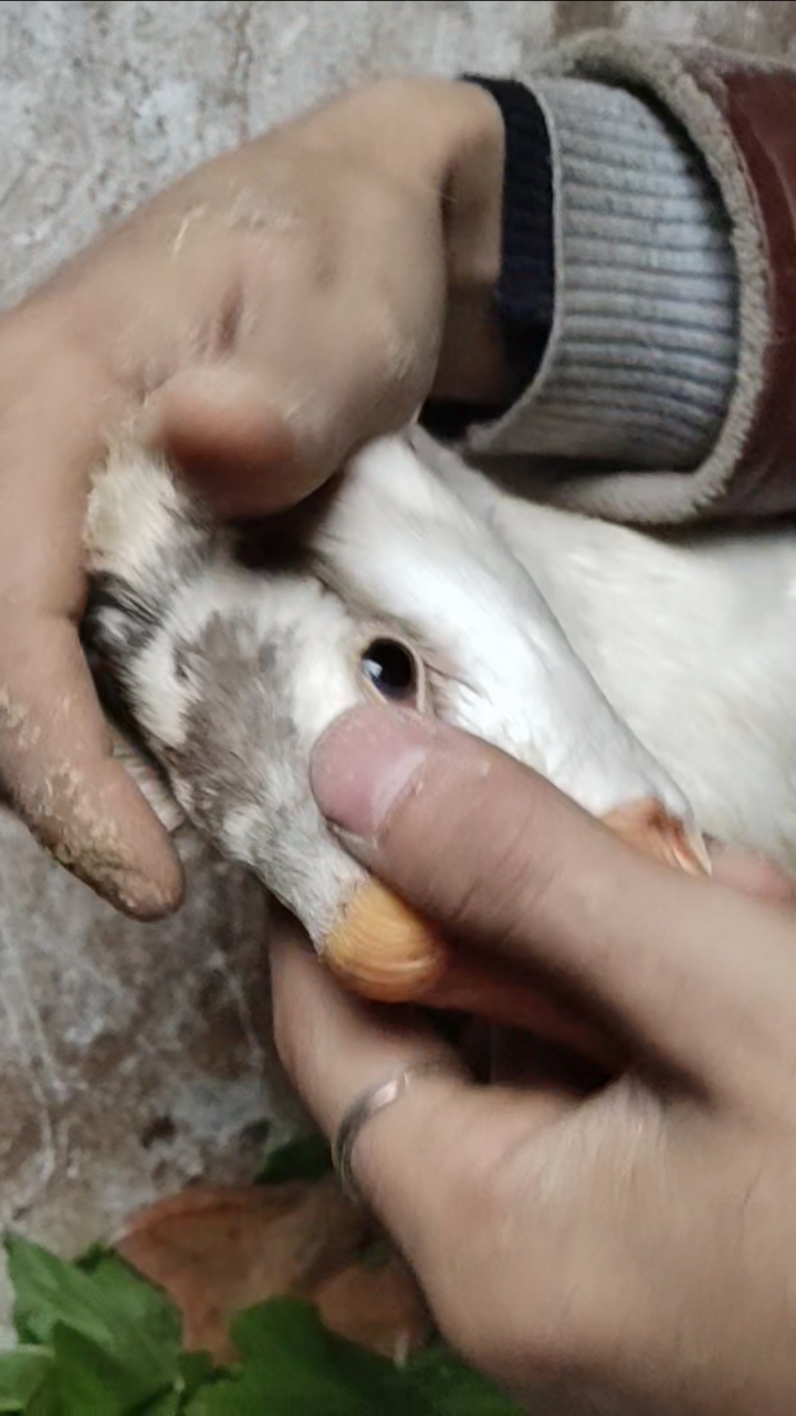 过好冬天#识别纯种豁眼鹅,世界上产蛋最高的鹅看看是怎么识别?