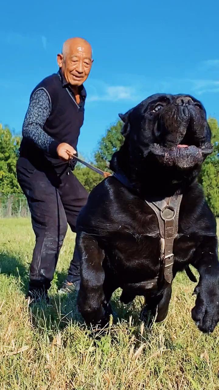 护卫犬三巨头图片