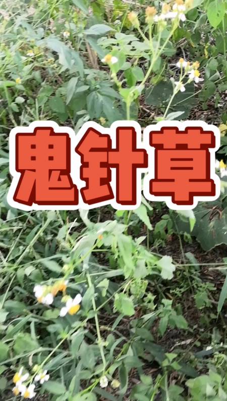 会扎裤子很多刺的草,鬼针草