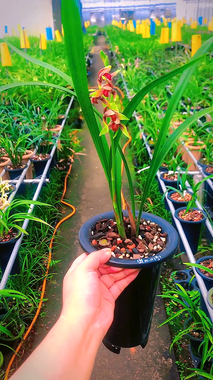 国兰#建兰国魂子母特壮苗