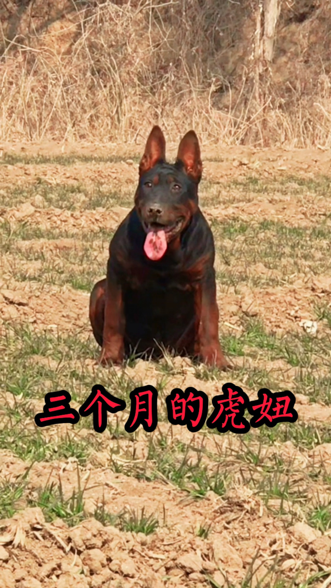 莱州红犬莱州红犬中国红犬狗狗热门犬伴一生