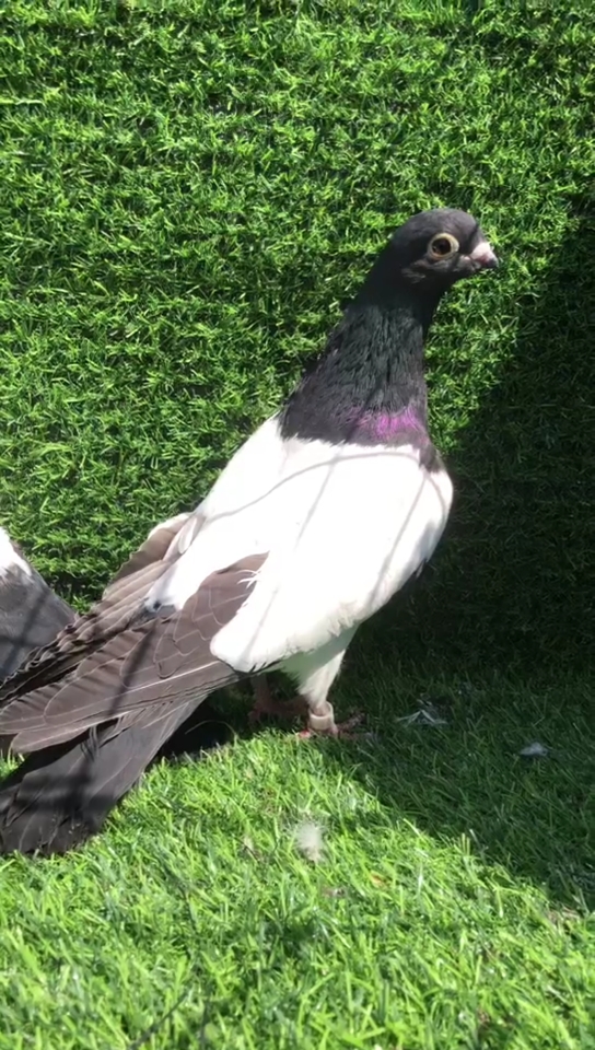 音为有你#漂亮的铁翅乌鸽