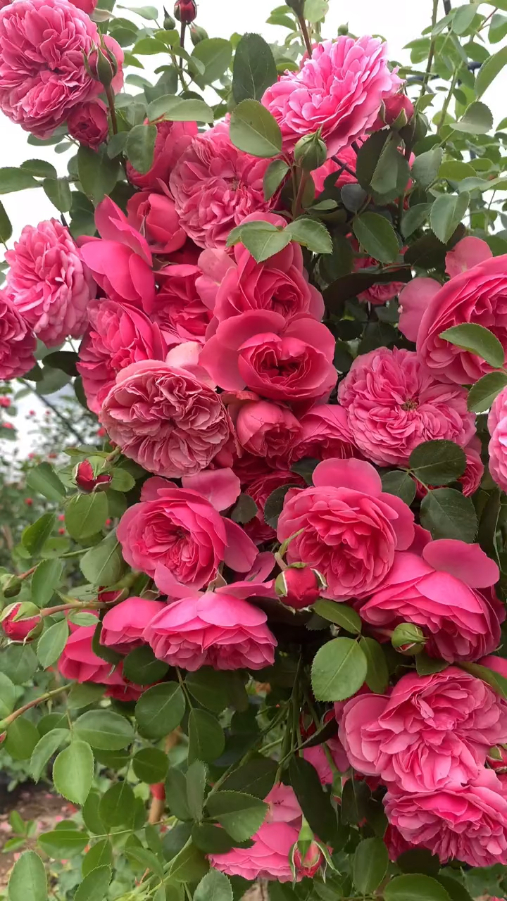 藤本月季粉色达芬奇