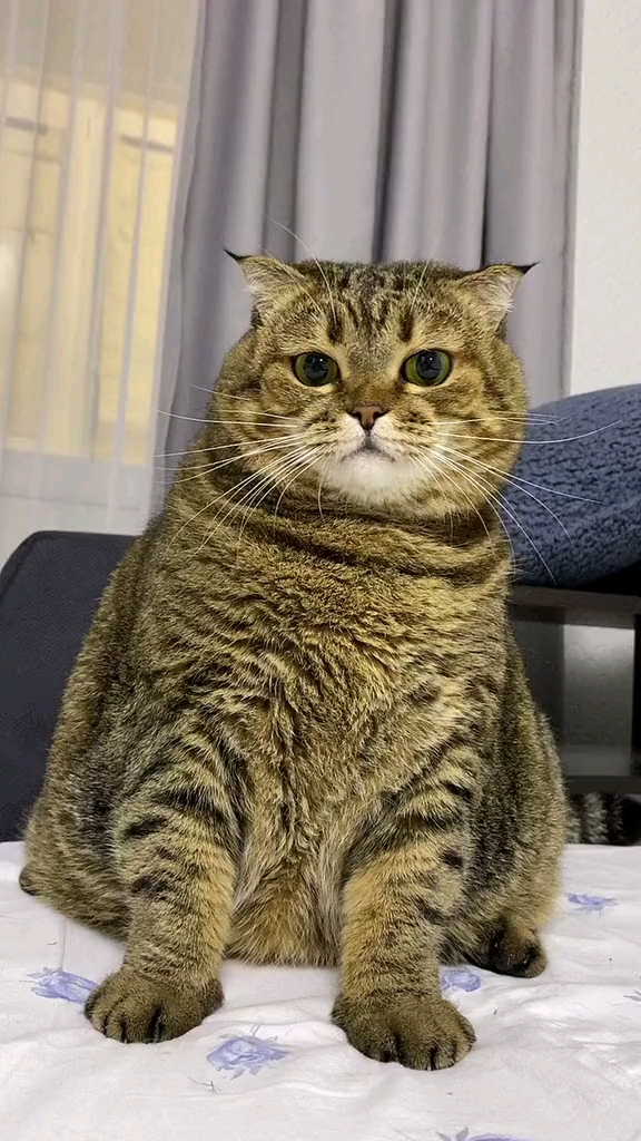这大胖猫!