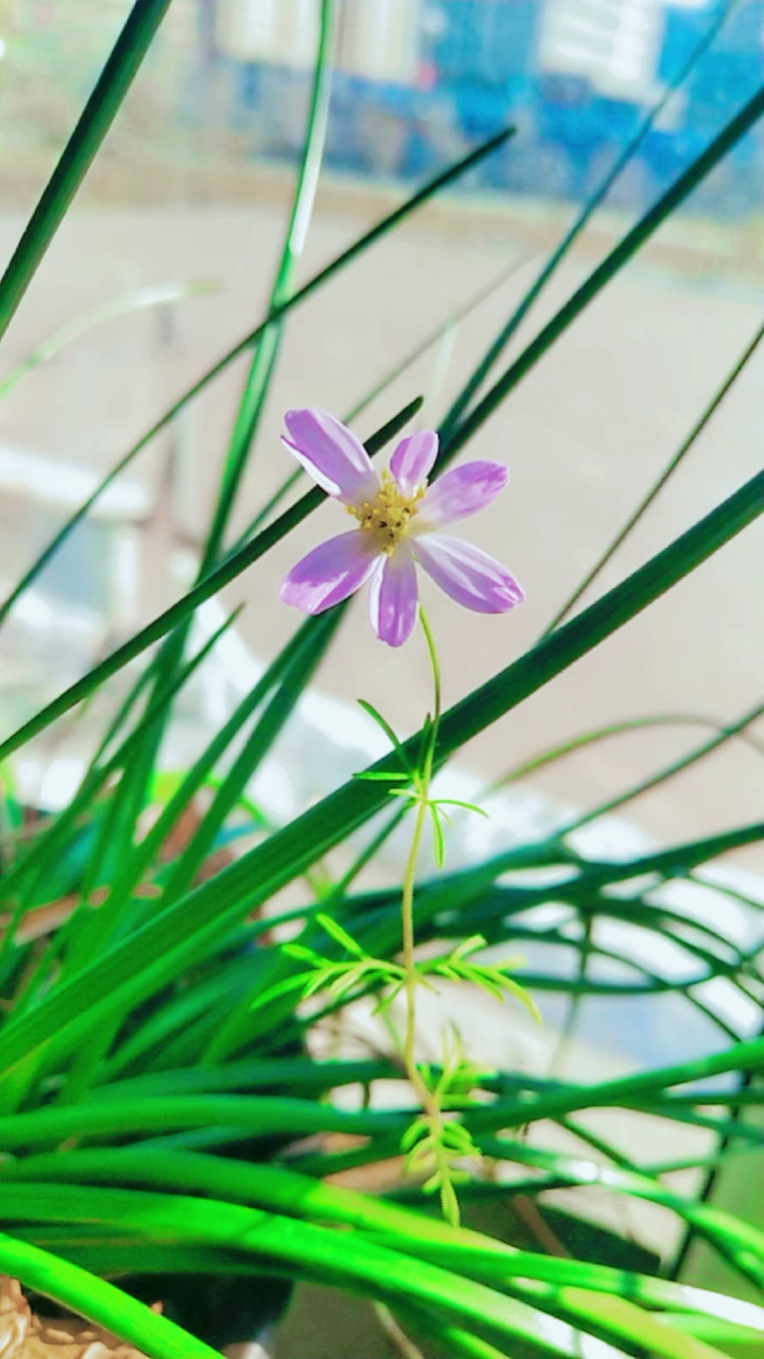 春日心愿旅行地#美美哒小清新