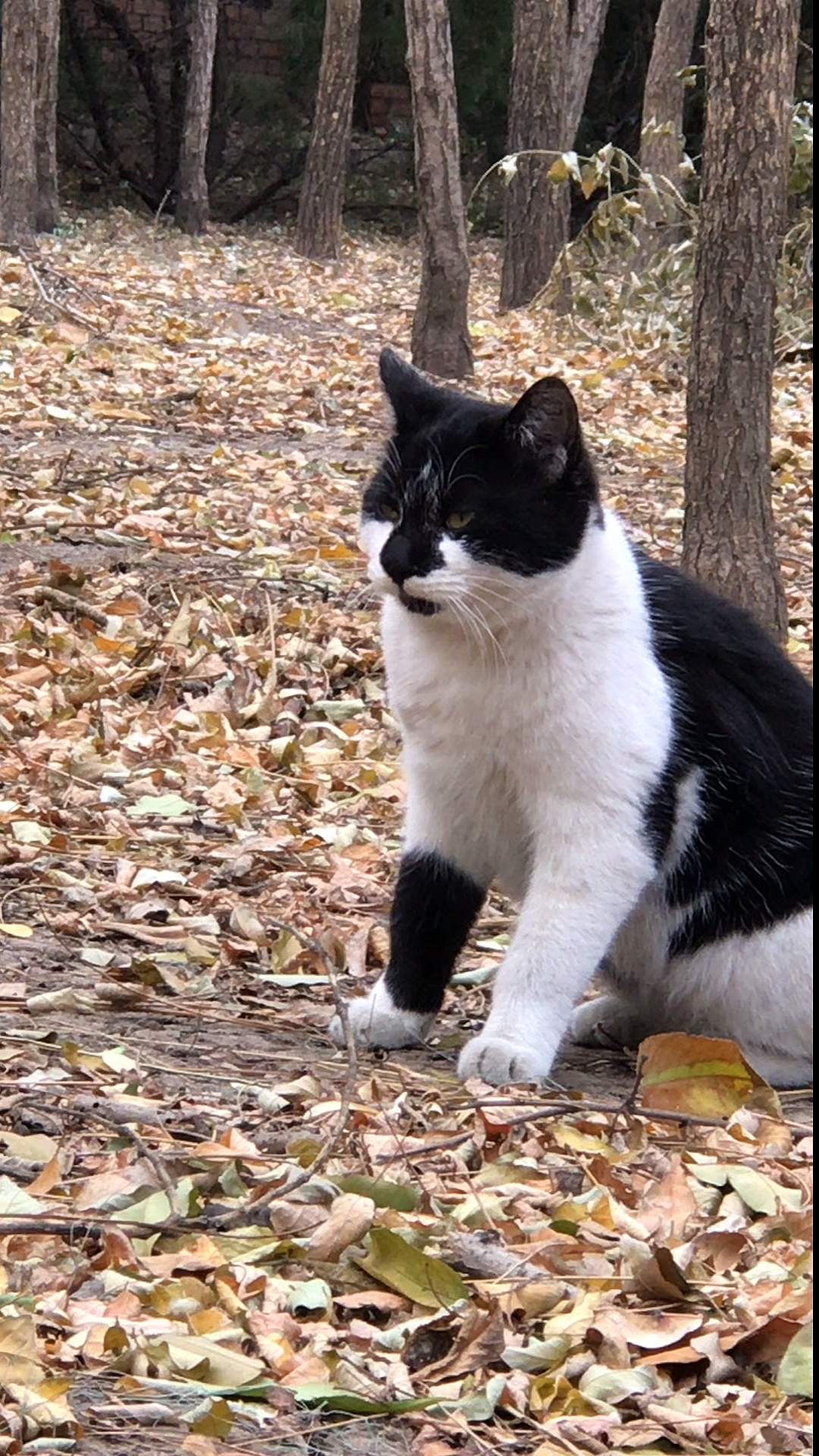 神宠来袭#萌猫下山