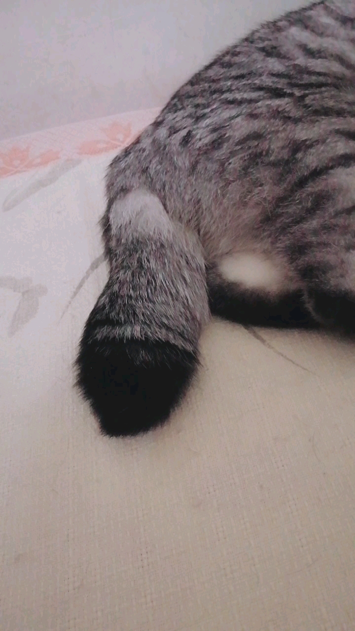 我家有只小猫咪#肉肉的尾巴骨节有问题,畸形短尾就是折耳猫的遗传