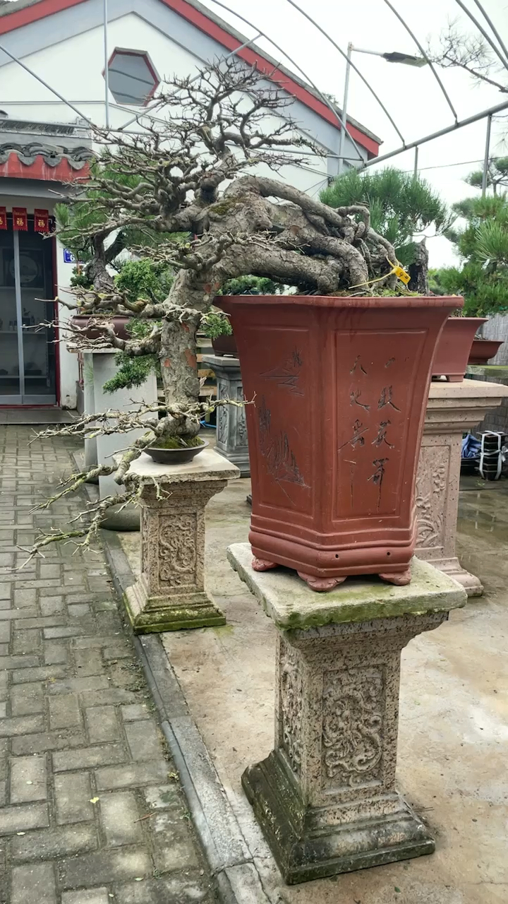 悬崖绝壁的榆树老桩喜欢嘛