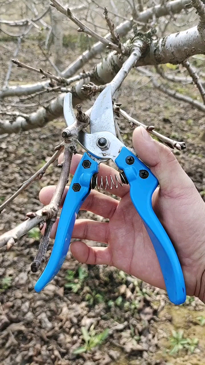 大樱桃果树修剪侧枝三叉五叉时你会怎么剪