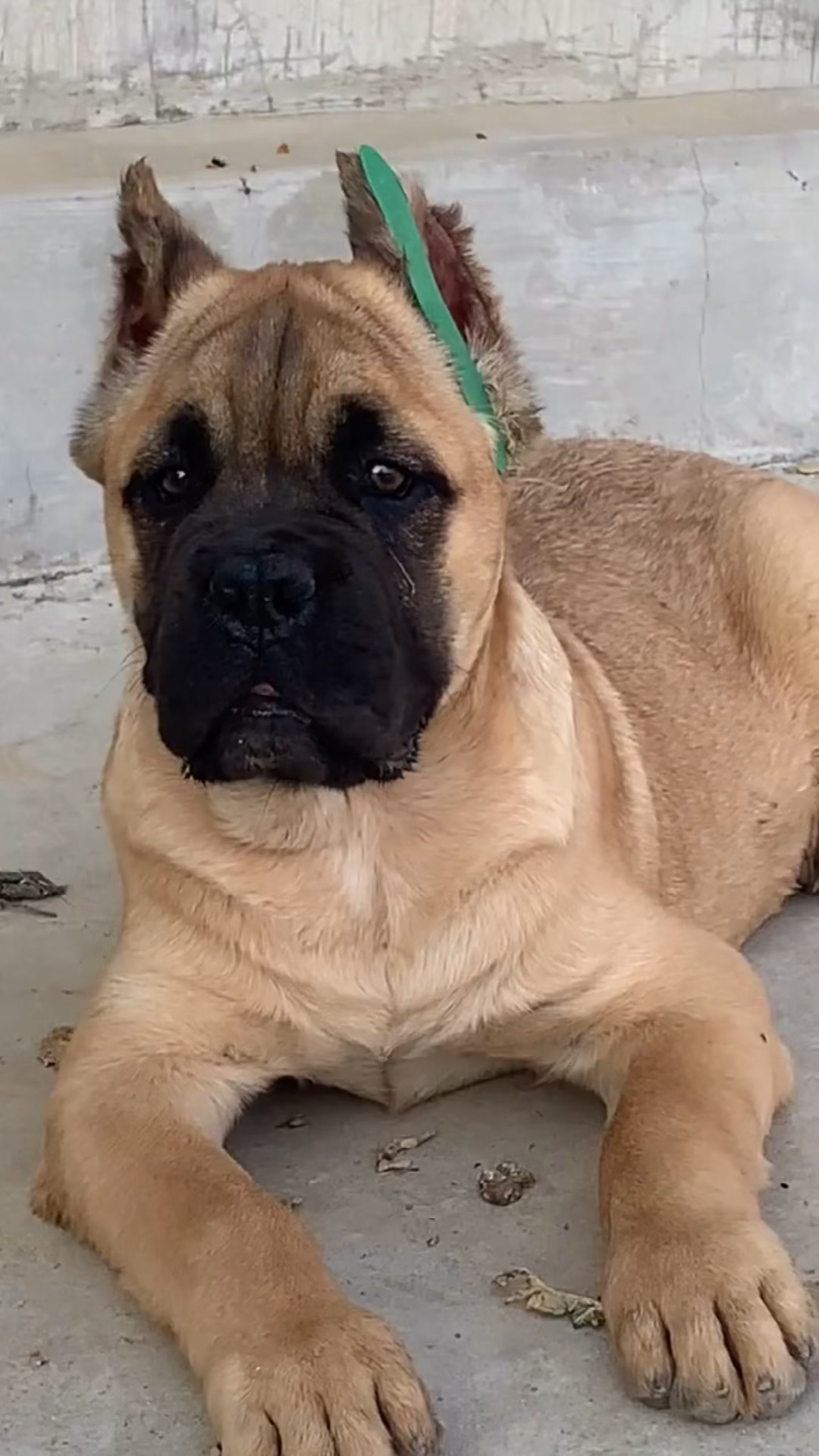 卡斯罗#经典小铁面.