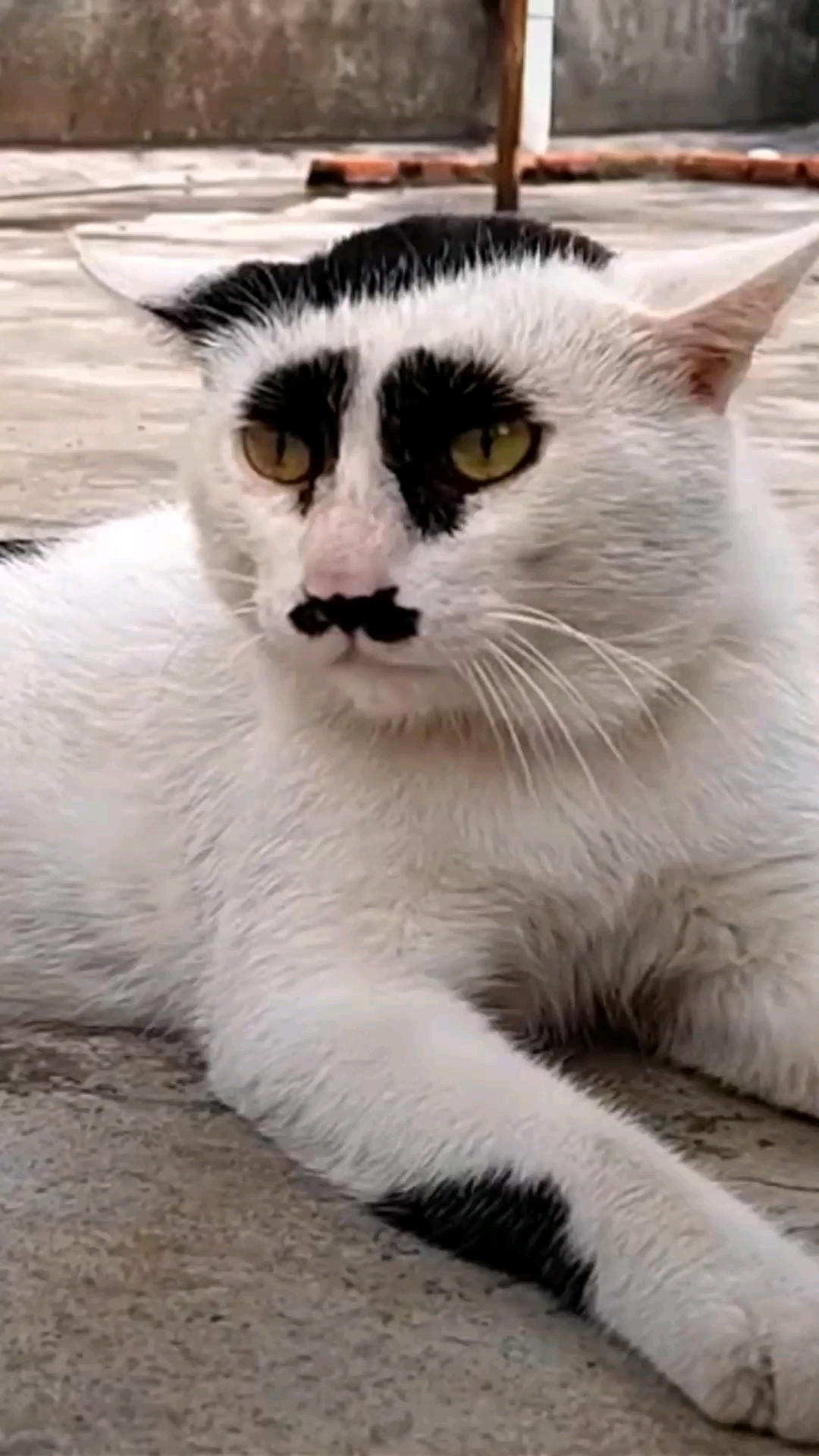 我就是来搞笑的#哈哈!这只猫咪长得挺像某电视剧里边的人物