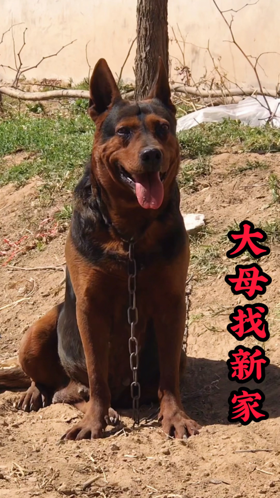 萊州紅犬#萊州紅犬,中國紅犬#狗狗#熱門#犬伴一生