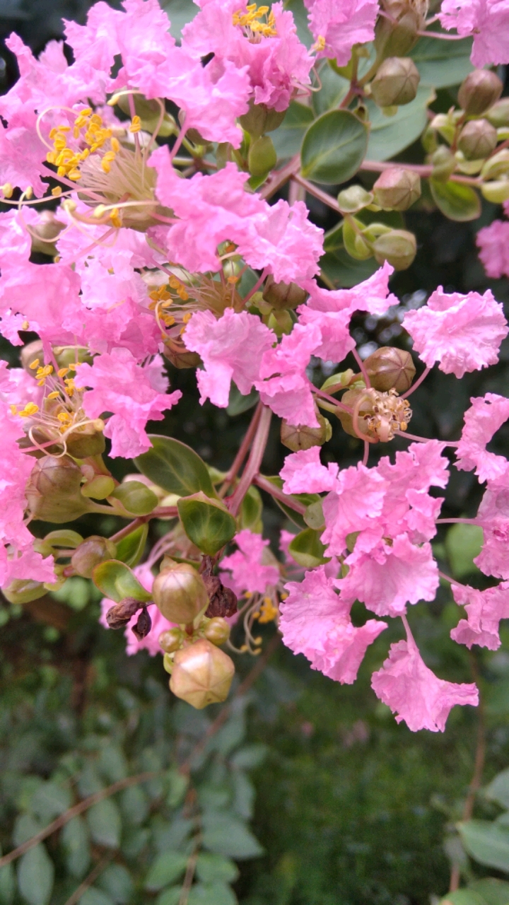 请欣赏我家的百日红花