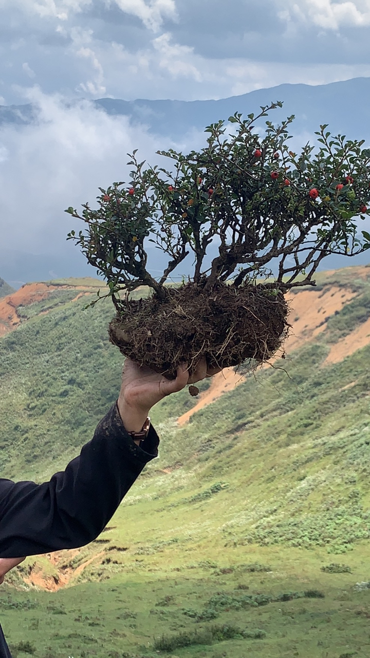 荀子七彩大果喜欢分享转发