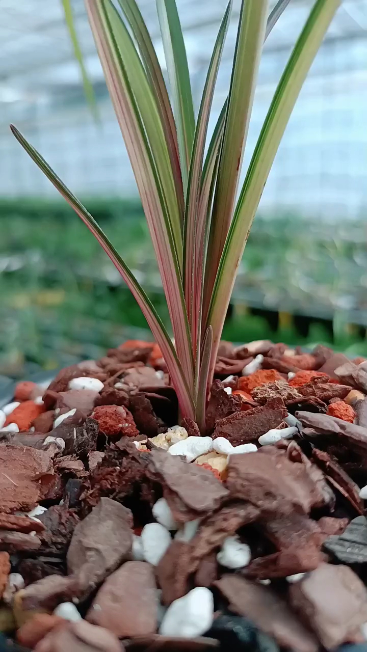 兰花#蕙兰七彩虹钻