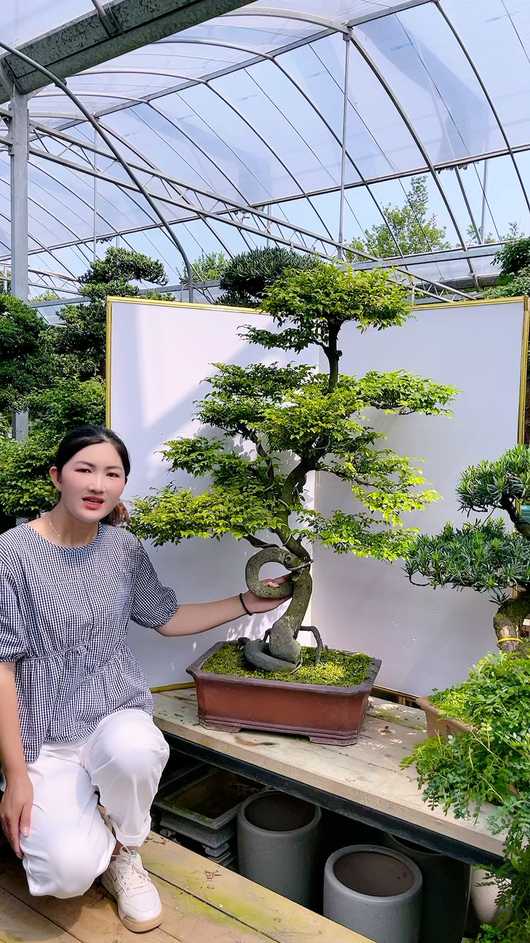 造型小叶紫檀盆景