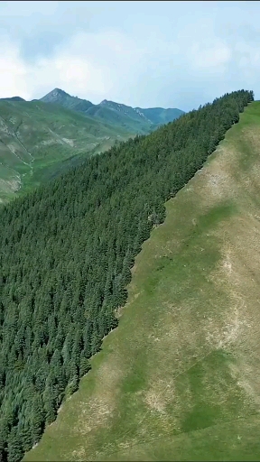 阴阳山,山绿了,依然是阳坡不长树,阴坡长树,绝非人为,孤独的领头树