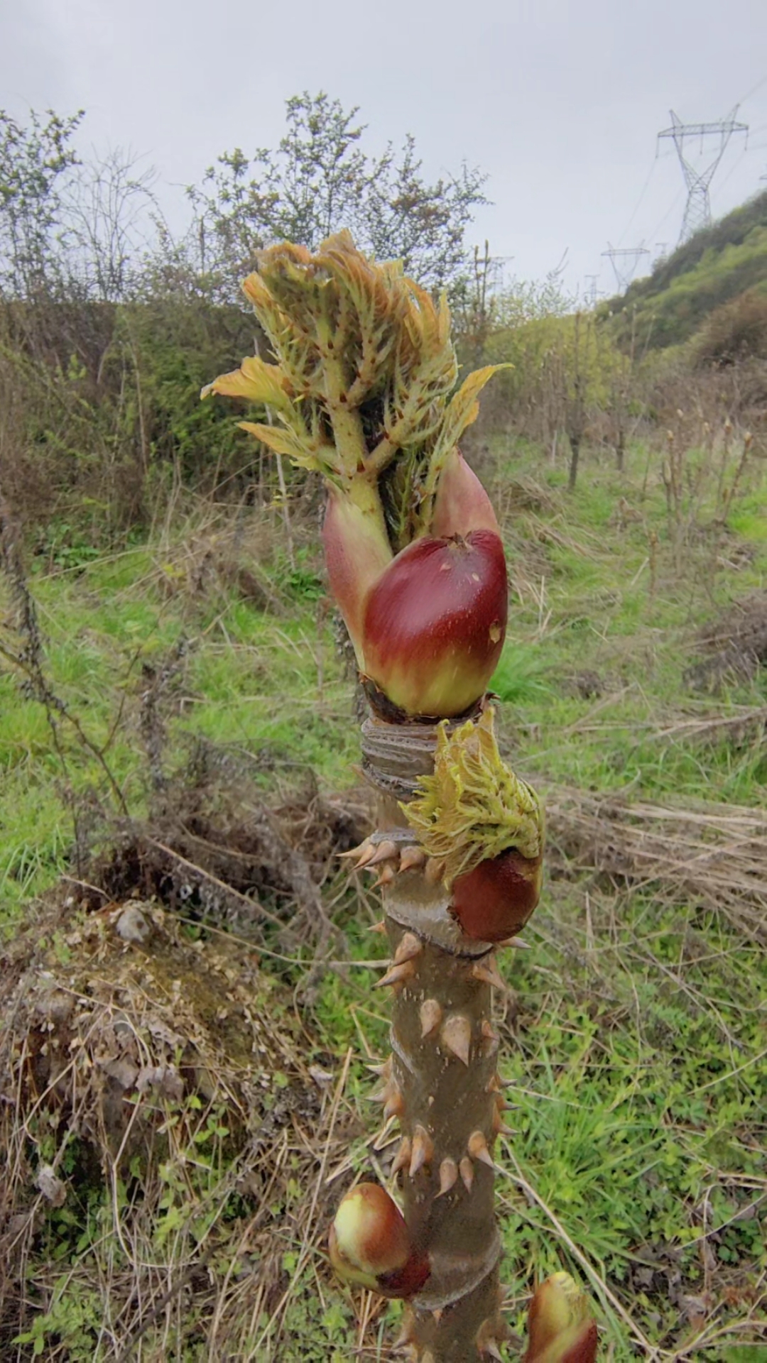 好物推荐#一颗树上十多个菜