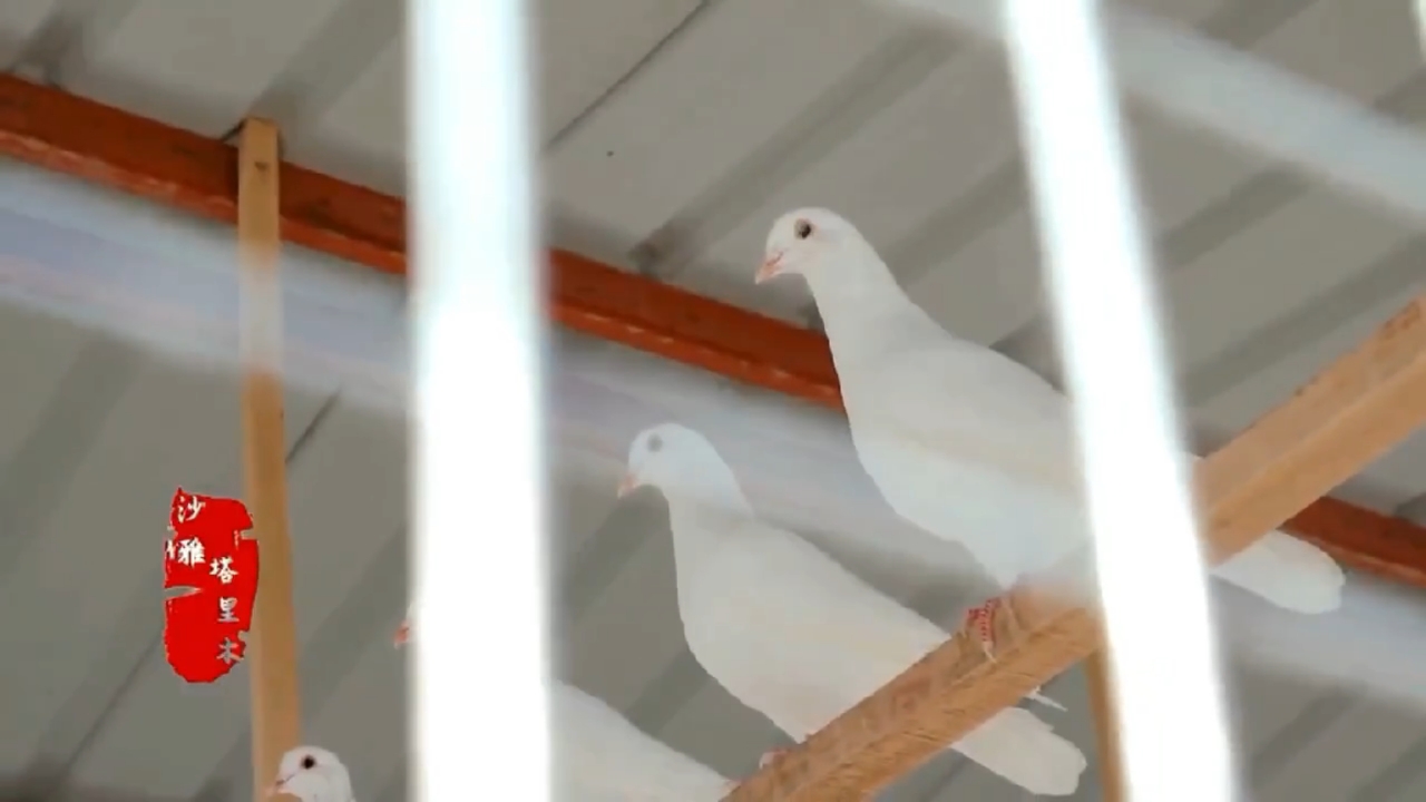 万人说新疆阿克苏#塔里木乡鸽子产业