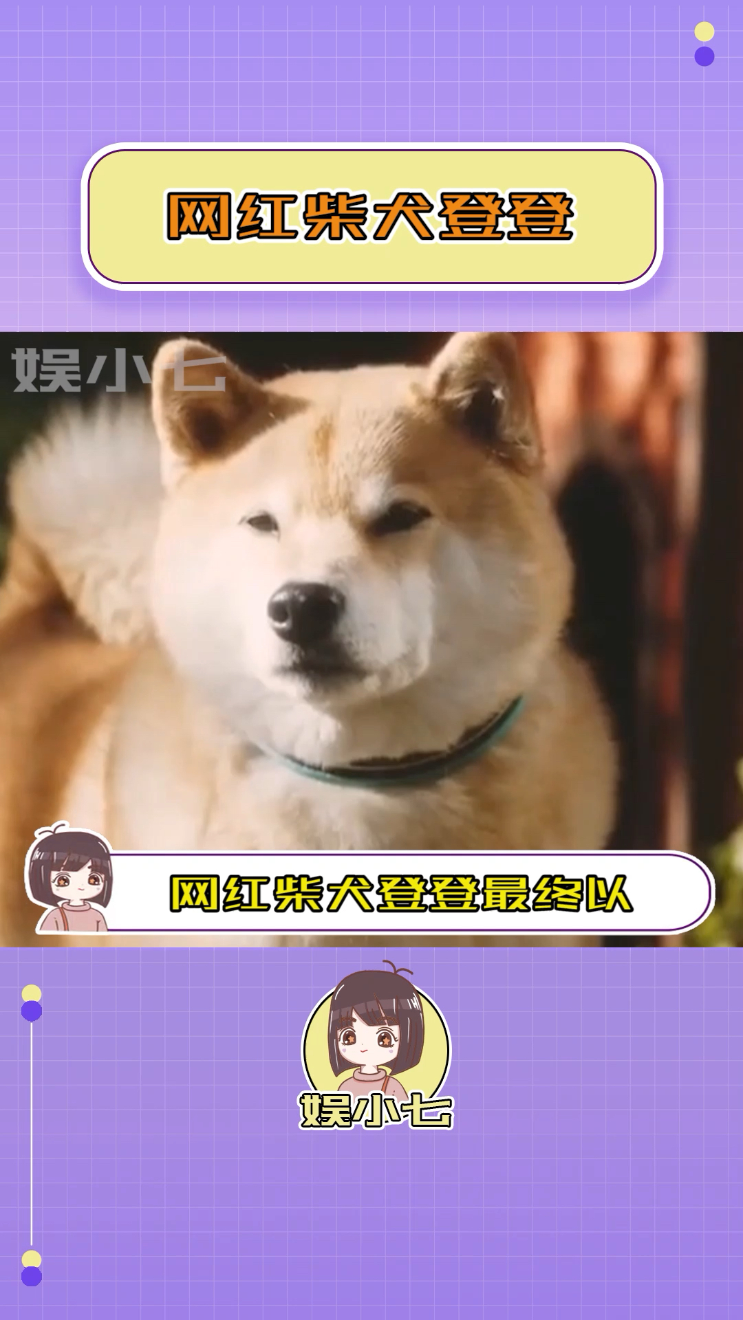 网红柴犬登登#希望新主人能给它一个温暖的家-度小视