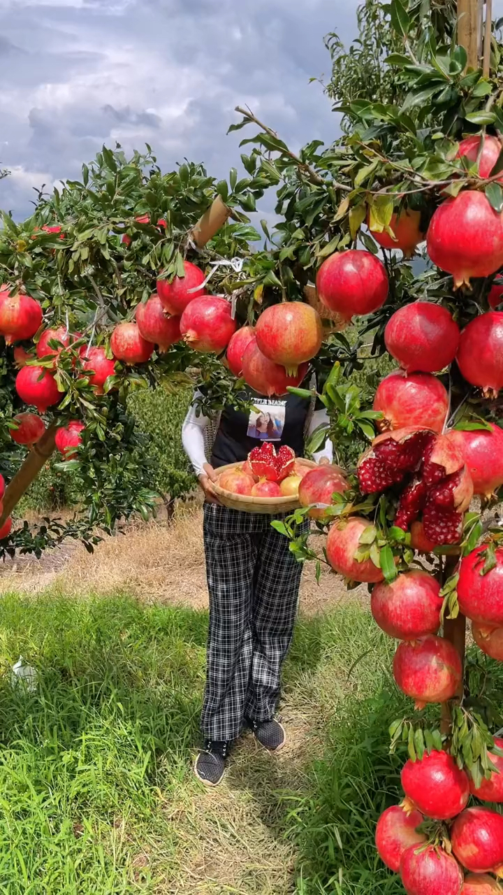 一年只能吃一次的软籽石榴今年我们产地大丰收了便宜又好吃