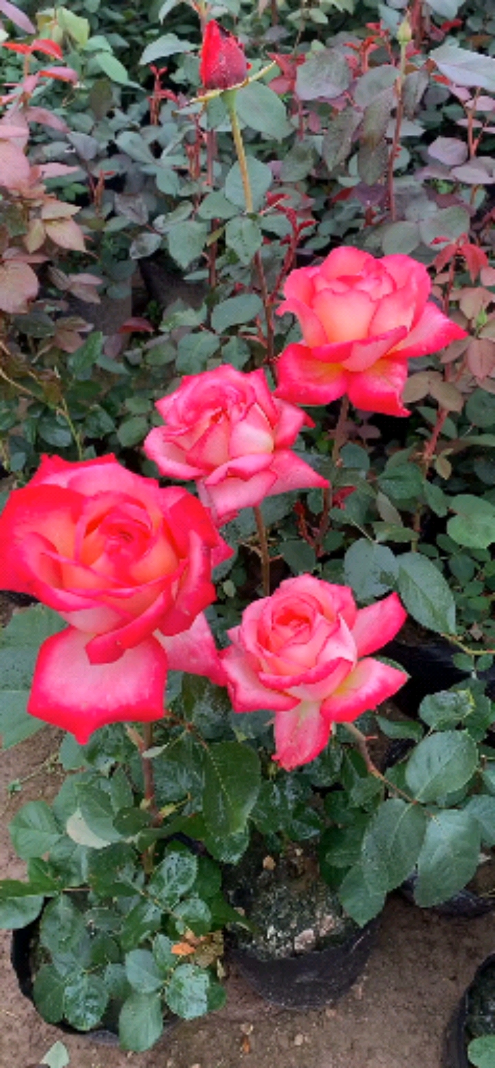 国月大花月季,浓香型花卉,四季开花