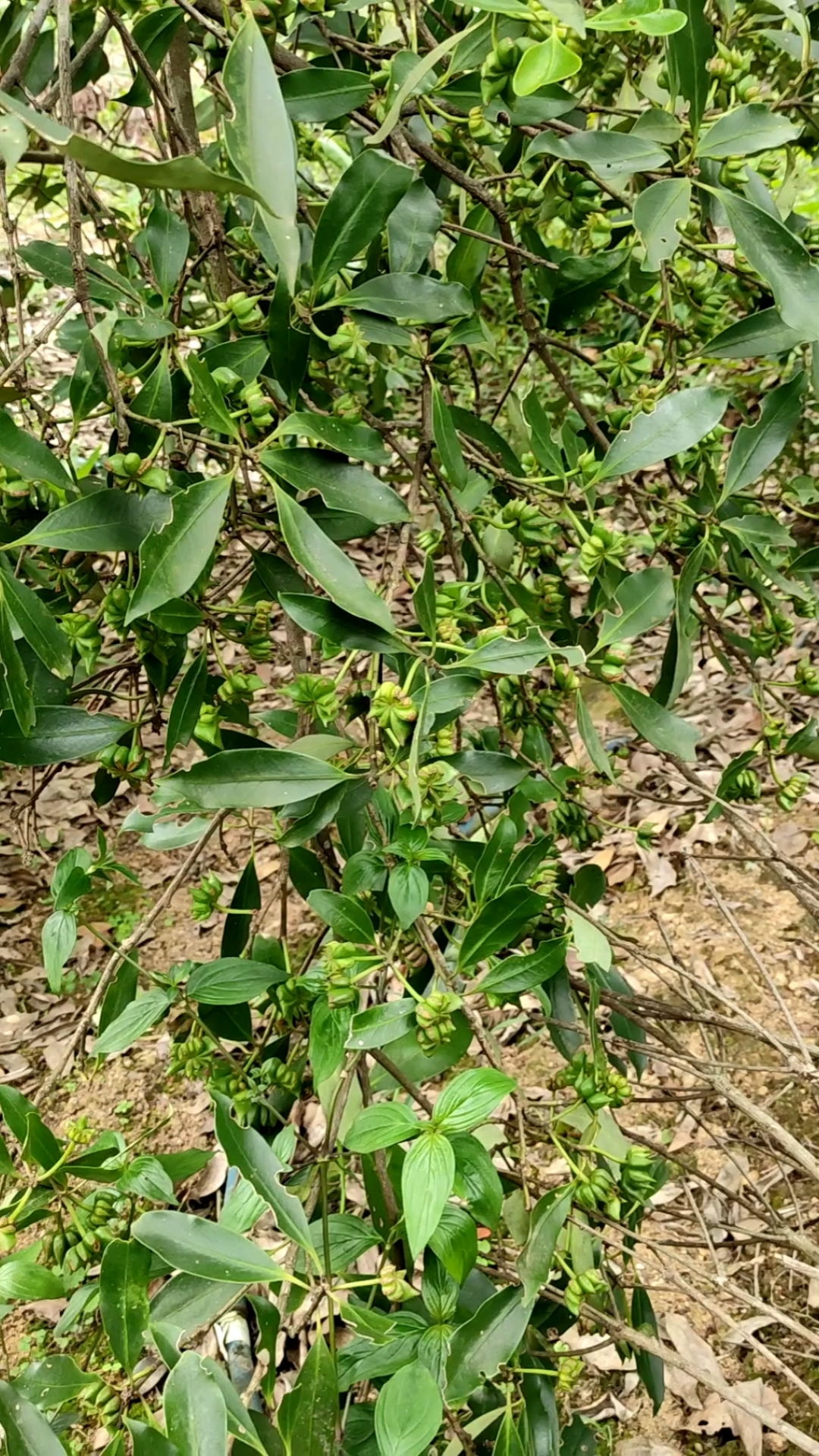 你好,夏天#八角树上长了很多八角