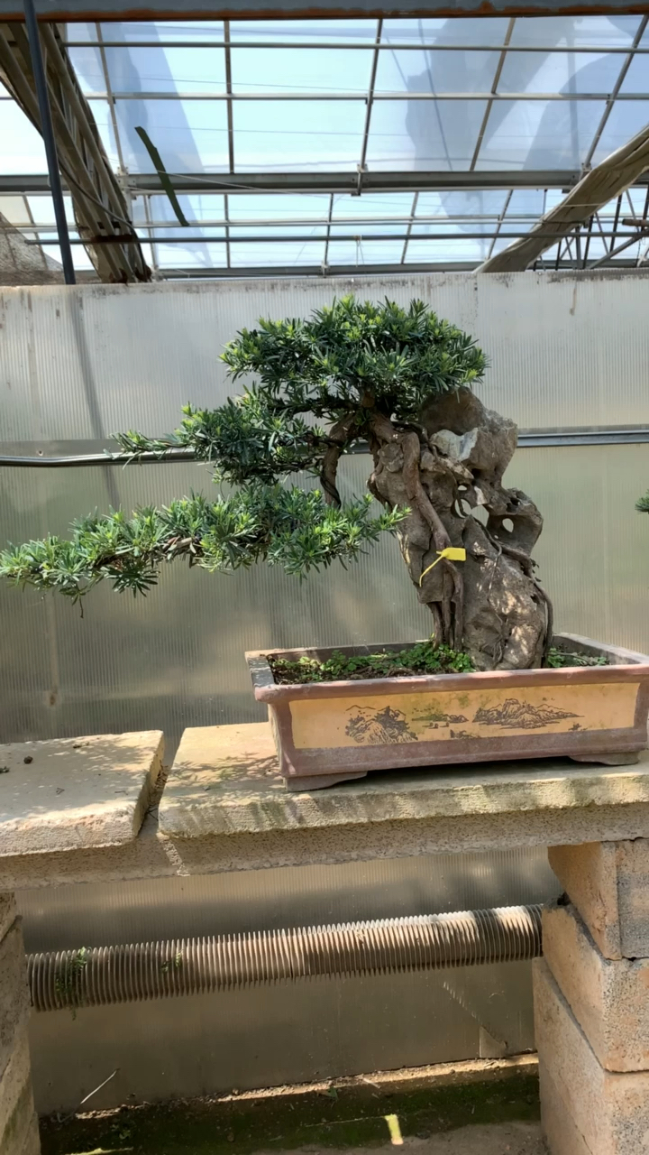 抱石造型罗汉松