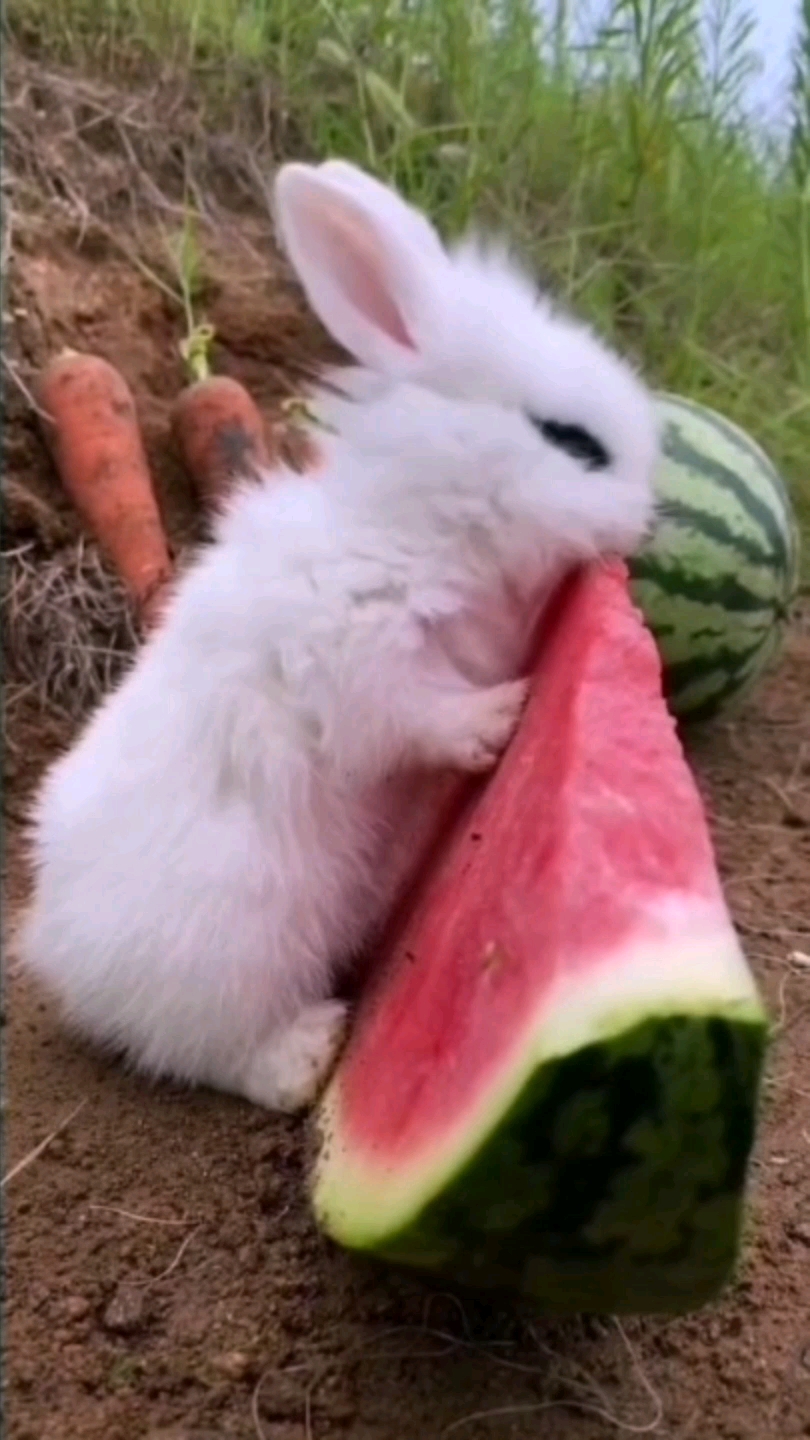 兔子警官#兔子都改行吃西瓜了