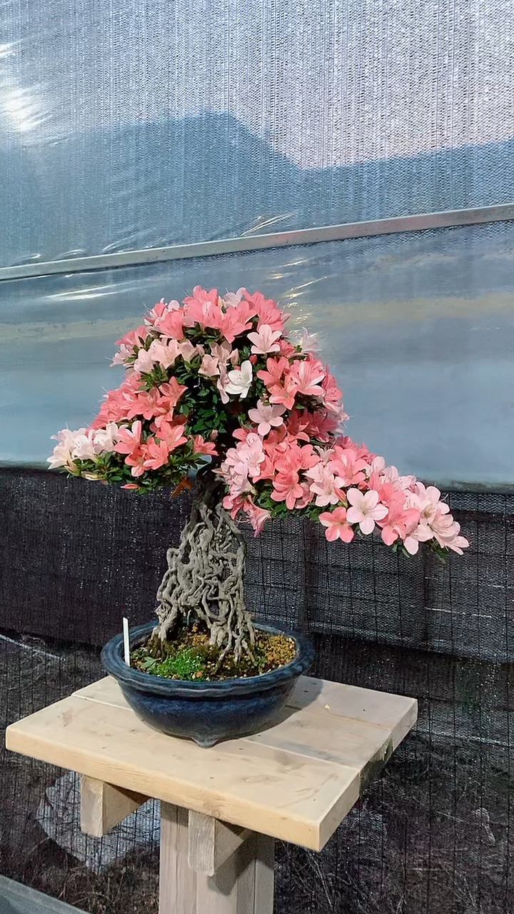 高提根杜鹃,新日光