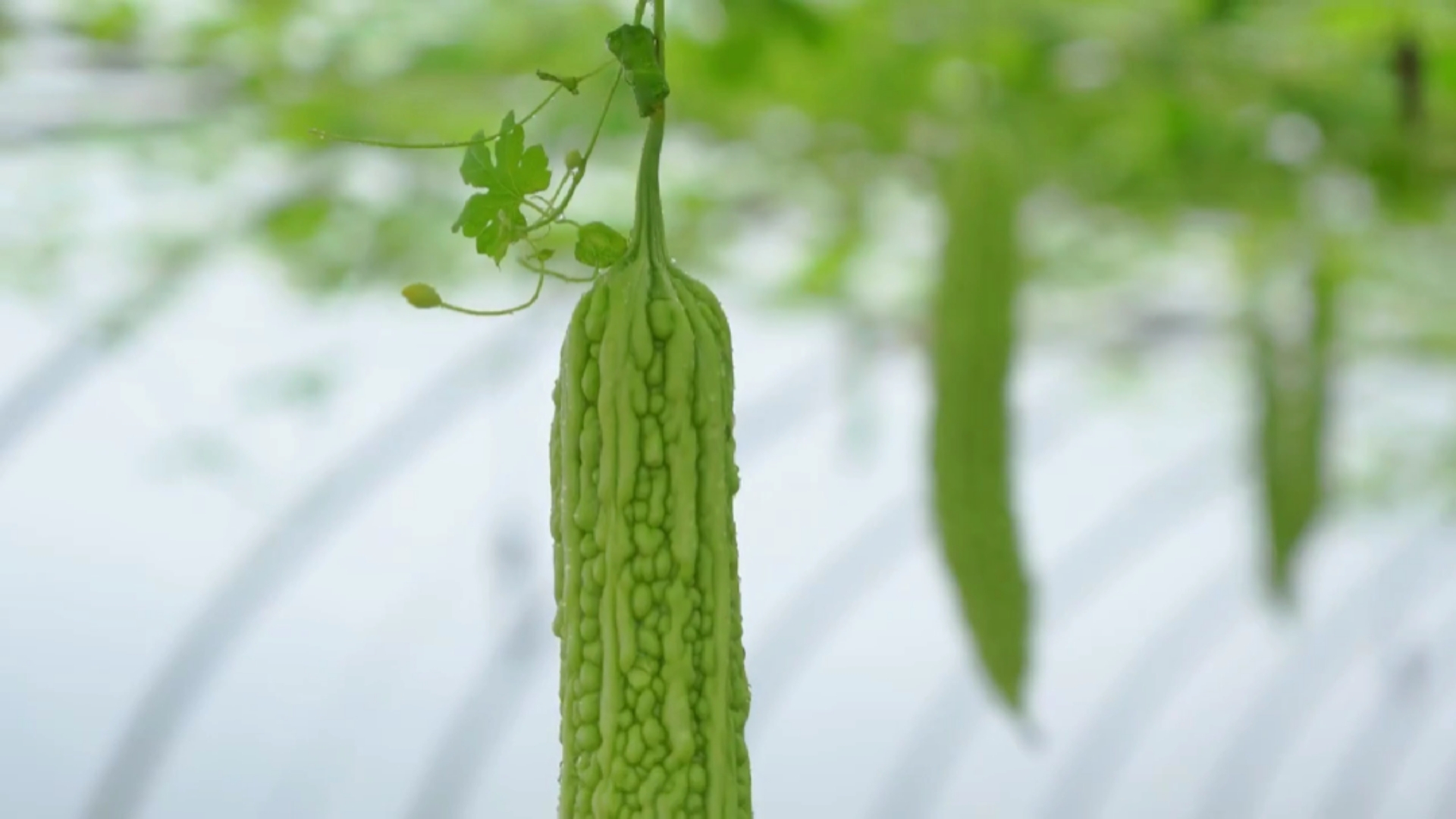 蔬菜中的君子菜,夏季秋季都可以吃到哦