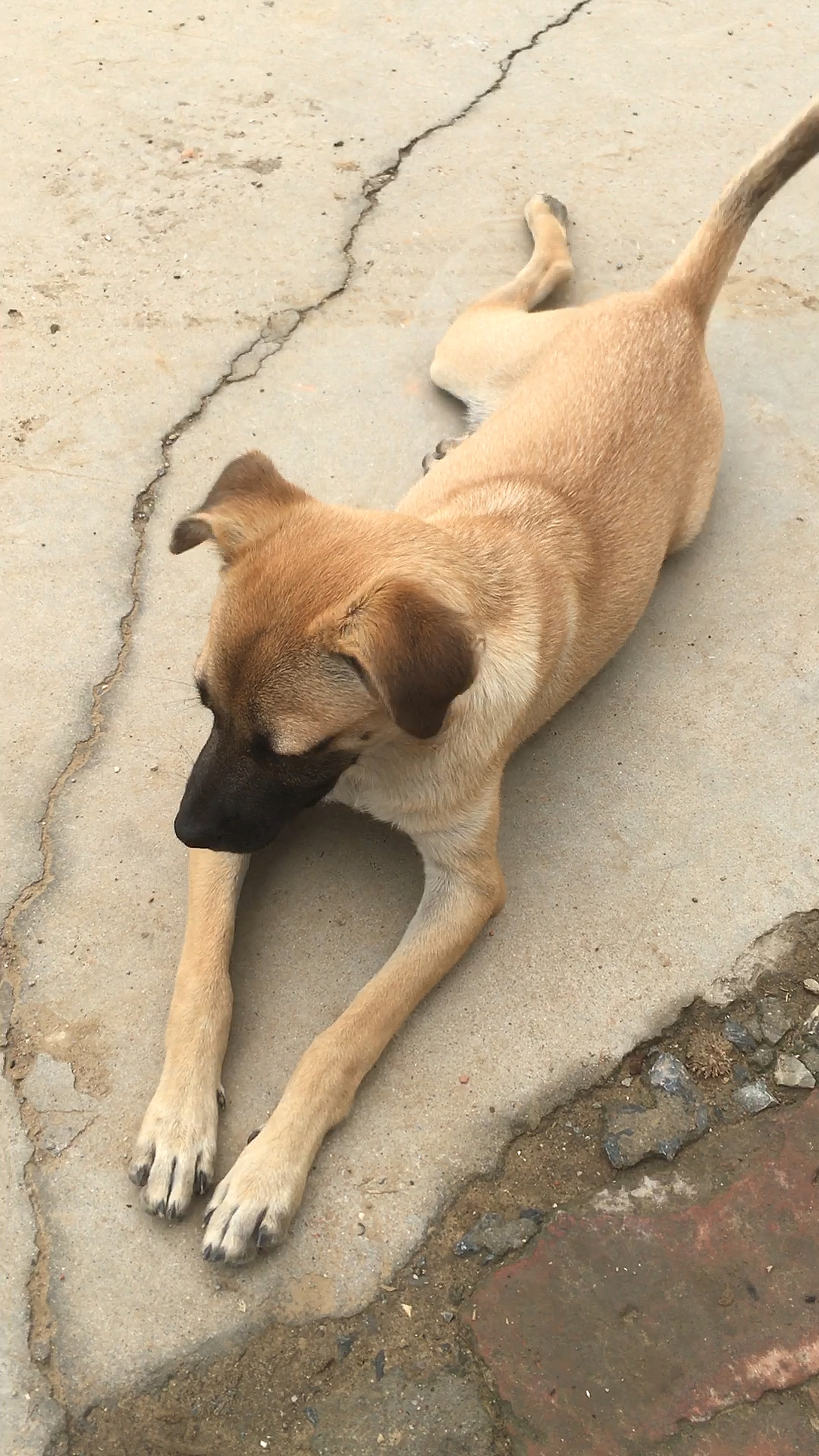 黄土狗幼犬图片