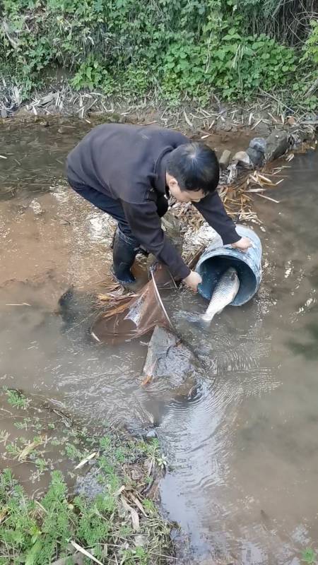 抓一桶就回去了,魚真的太好抓了-度小視