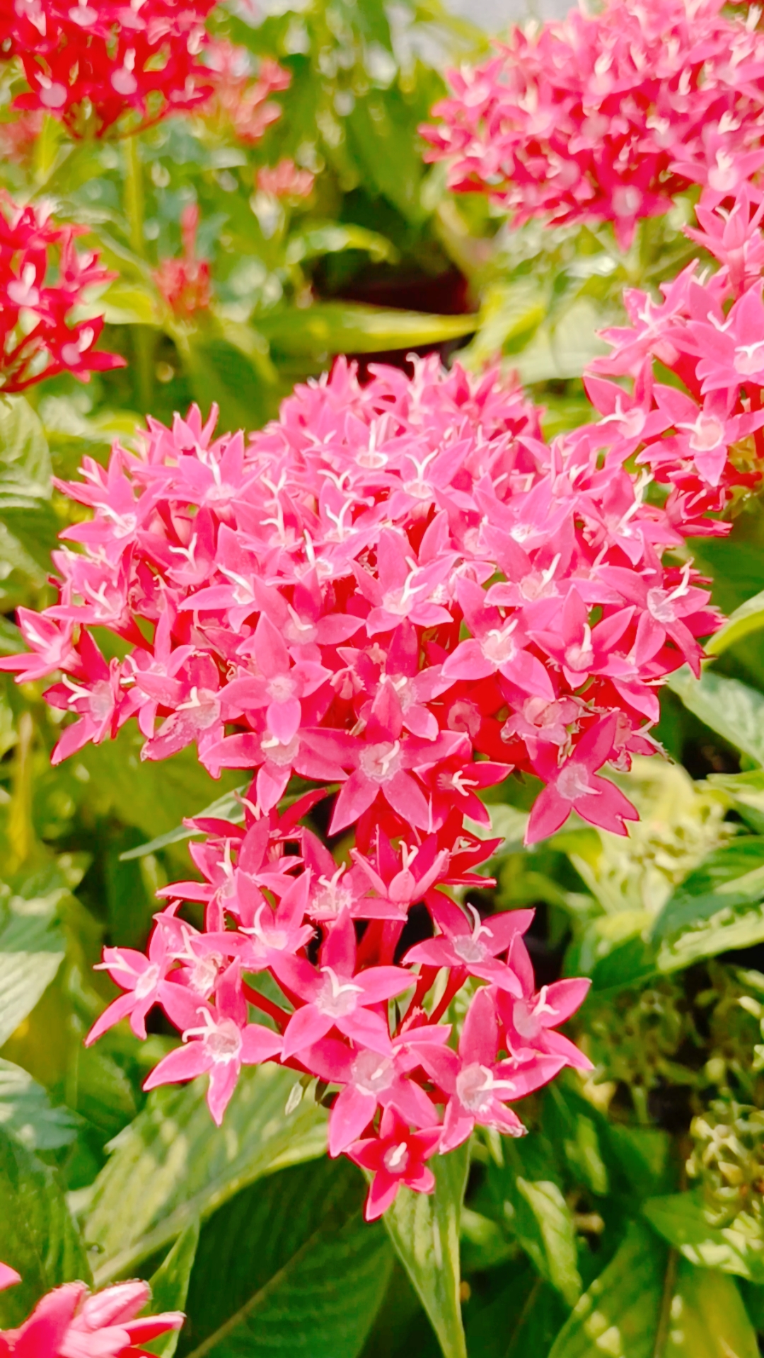 我怎么这么好看#五星花美极了!