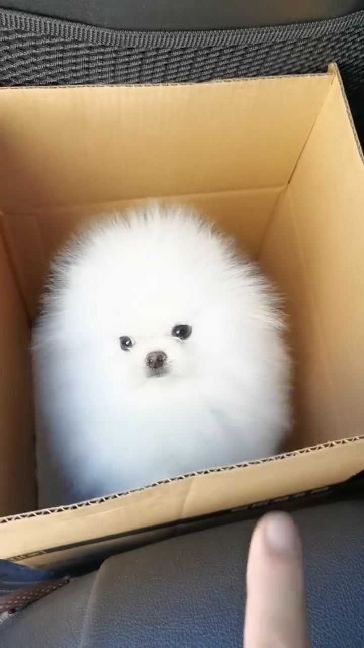 萌宠博美宝宝小体型爆毛博美犬自家繁育