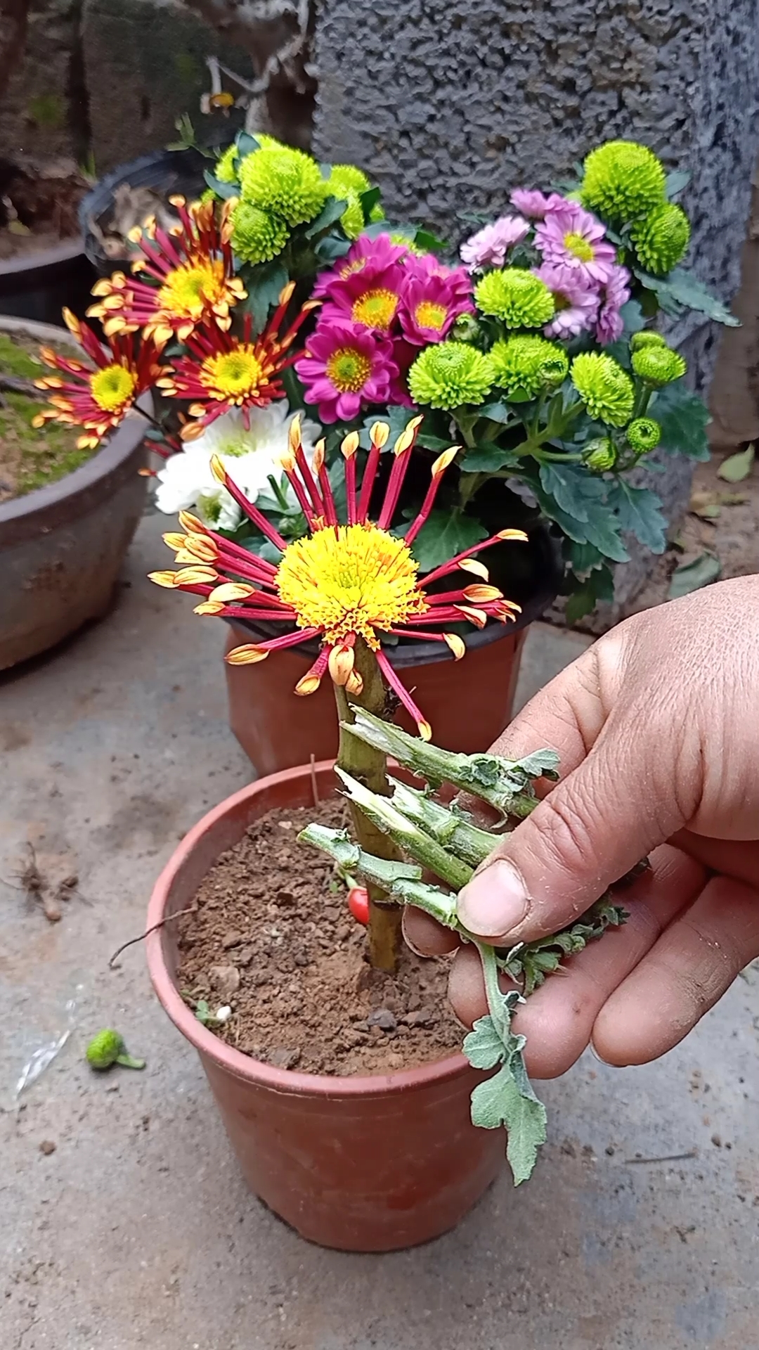 嫁接技术#劈接多色菊花技术,成活率极高