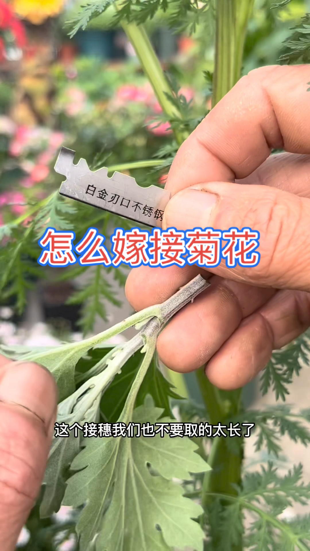 嫁接技巧怎么嫁接菊花打造菊花棒棒糖