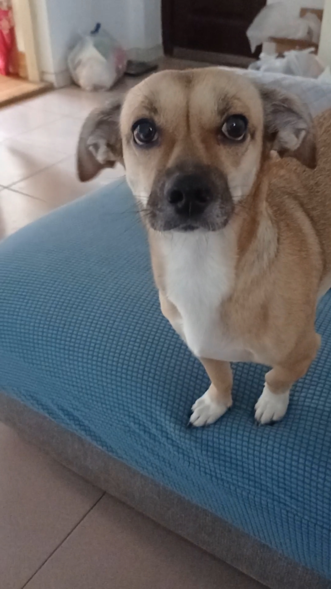 家有癞皮狗,不达目的誓不罢休!