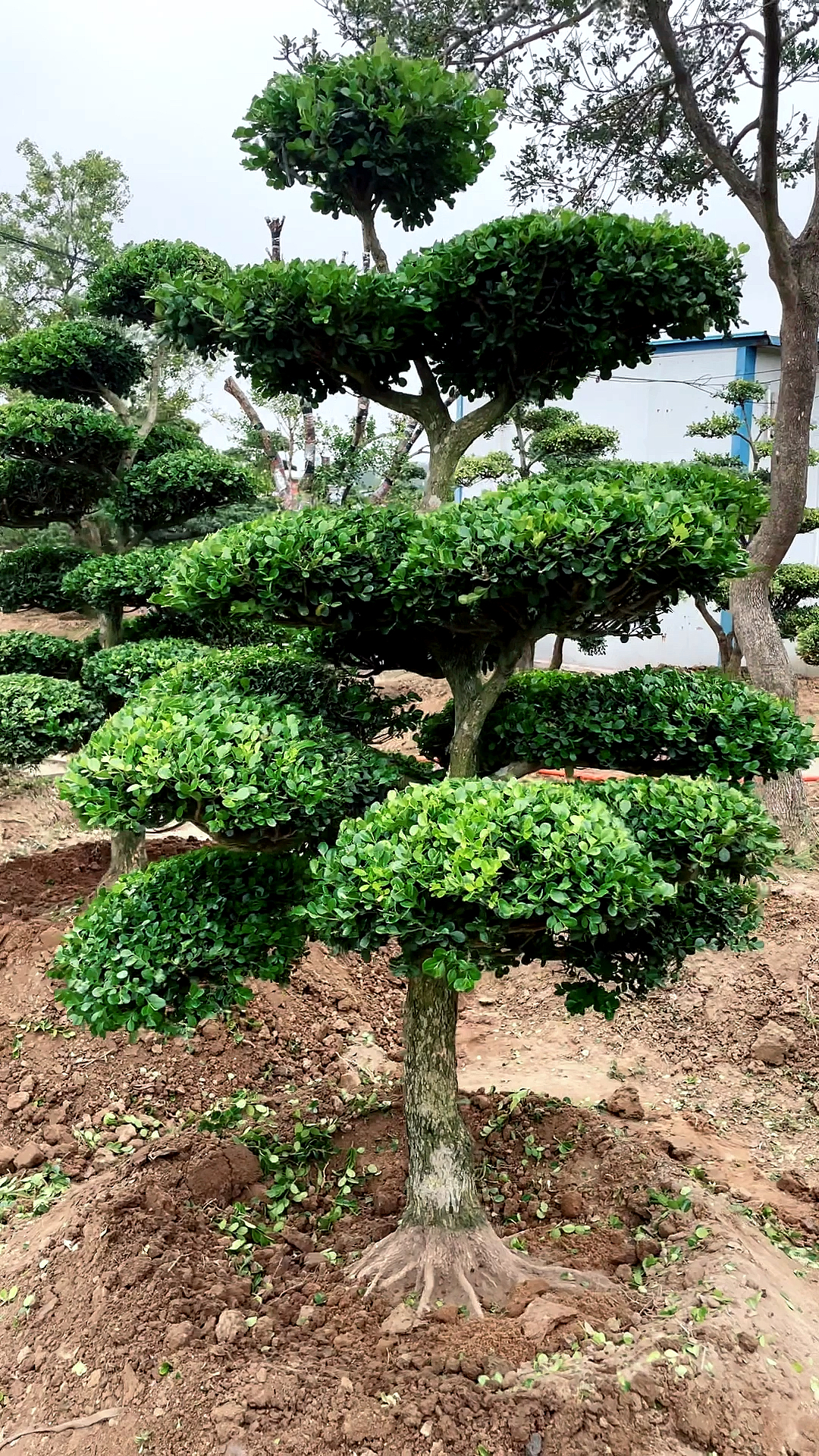 地景瓜子黄杨造型树