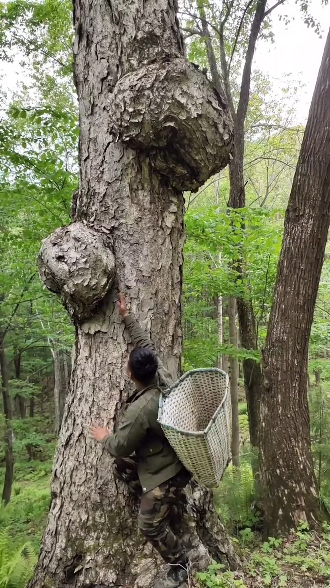 翻山越岭千辛万苦终于找到了松明子,以透光闻名,业
