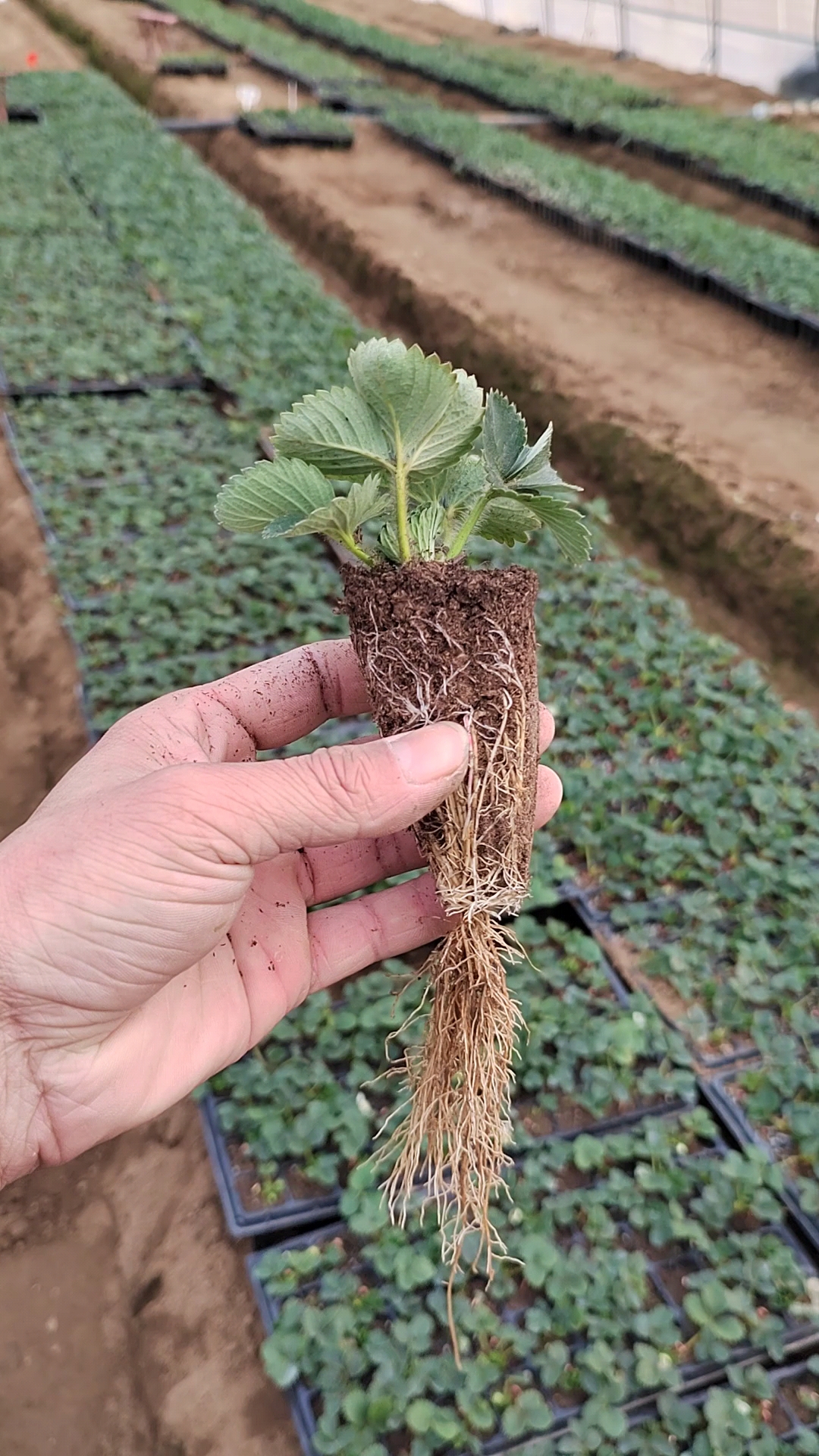 红颜九九草莓苗,口感好产量高!